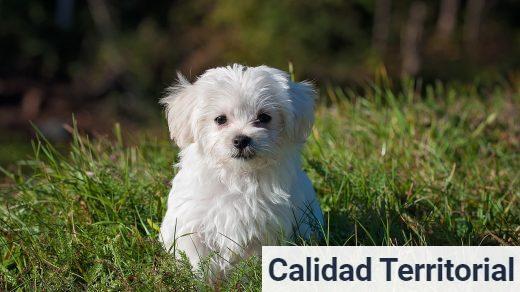 bichon maltes en el campo
