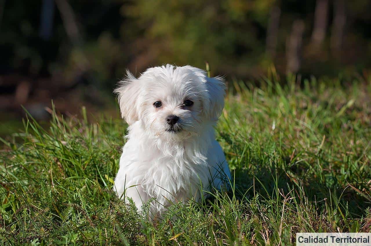 bichon maltes en el campo